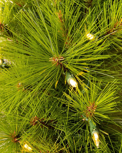 Árvore de Natal Verde Monterey Pine com Galhos Longos, Suporte Metálico e Micro LEDs Coloridos Embutidos